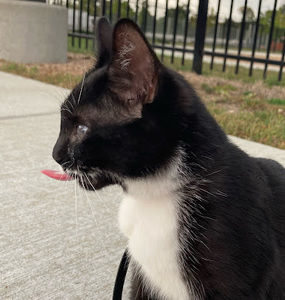 Meet your Posher, Beans